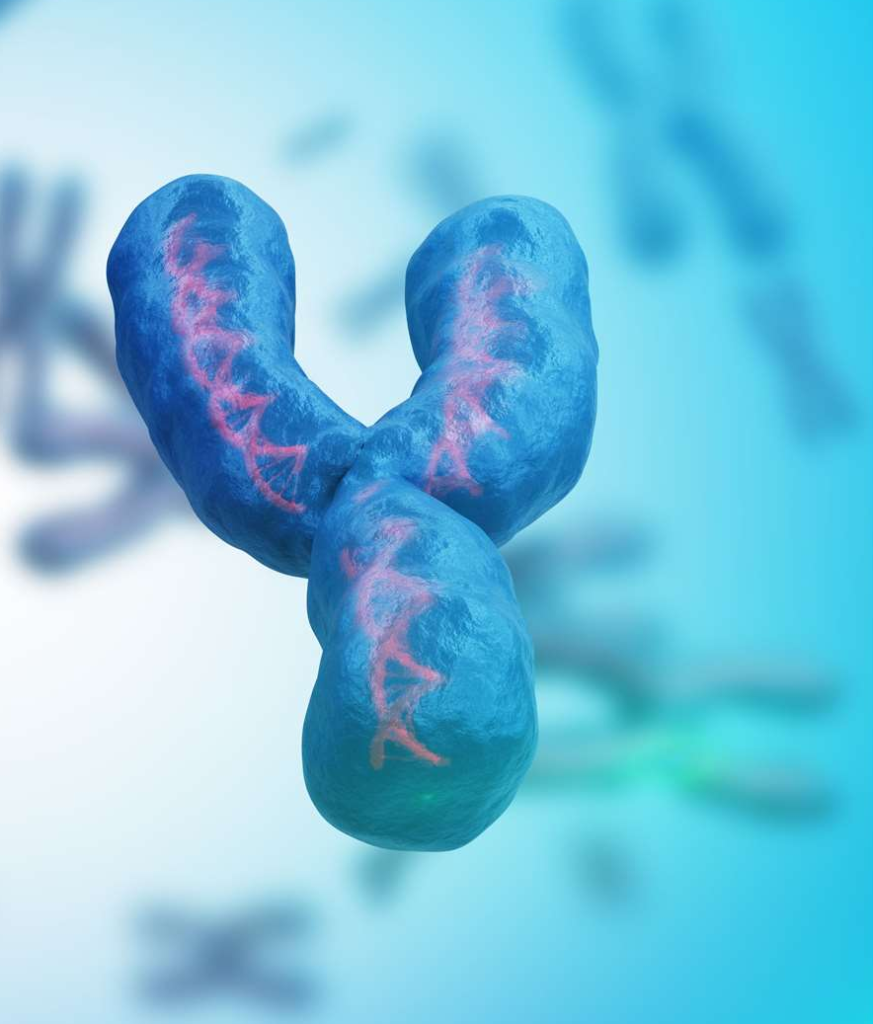 Y chromosome at risk